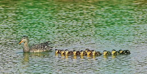 《原神》拾枝杂谈-「琳妮特：影中破伪」